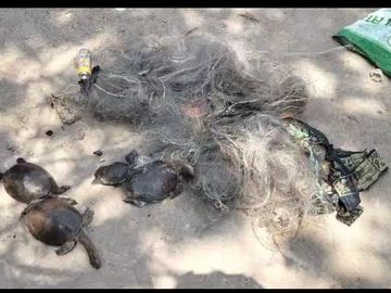 रतनपुर के जलाशयों में कछुओं की मौत का रहस्य गहराया, हाईकोर्ट में आज सुनवाई