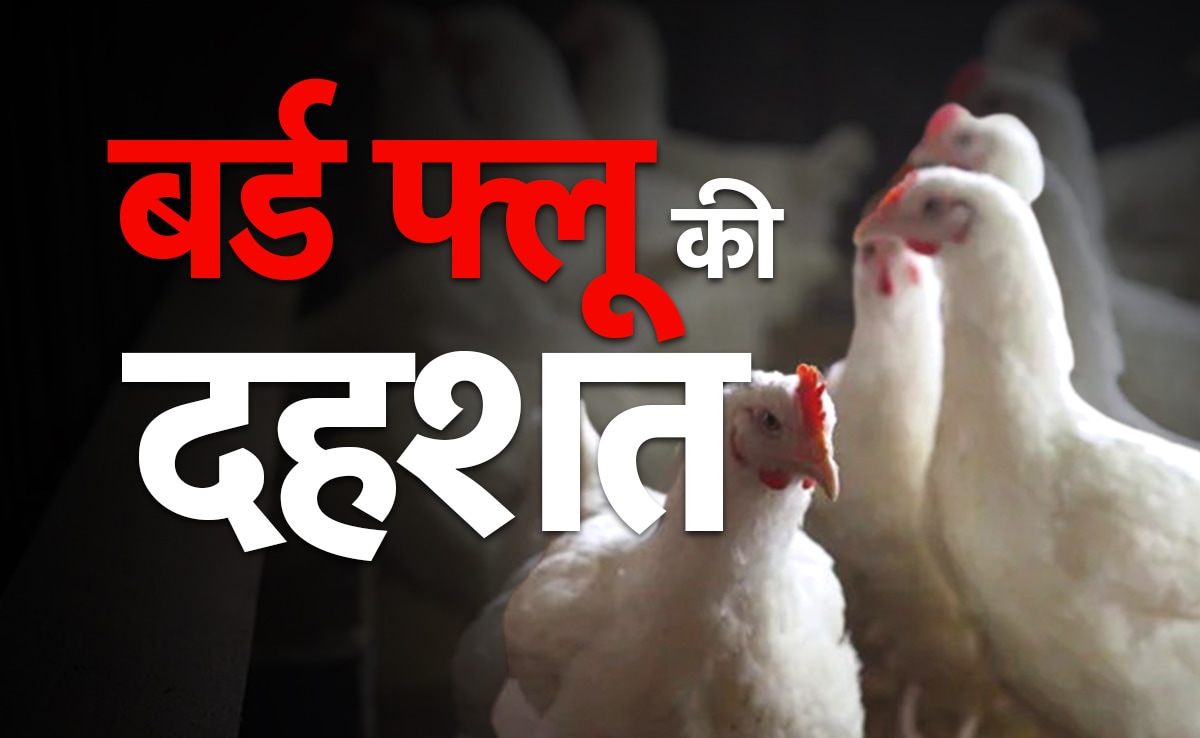 कोरिया में बर्ड फ्लू की पुष्टि, एक किमी इन्फेक्टेड जोन और 10 किमी सर्विलेन्स जोन घोषित