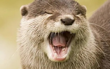 सालों की खोज लाई रंग: उदंती-सीतानदी के जंगलों में पहली बार ‘जलीय बाघ’ की मौजूदगी दर्ज, यूरेशियन ओटर कैमरे में कैद