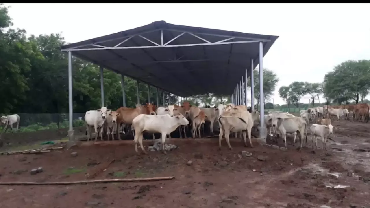1280x720_2520677-raipur-cm-vishnudev-sai-gaudham-scheme-livestock-protection