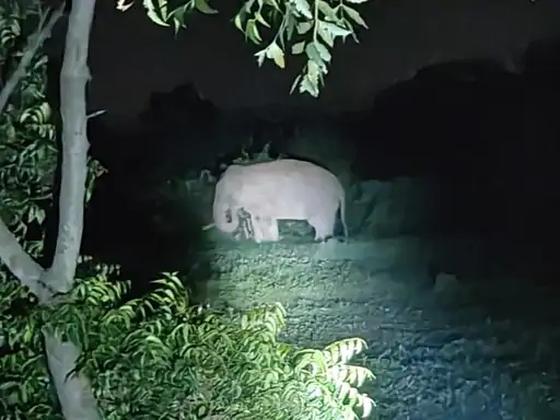 धमतरी में दंतैल हाथी की दस्तक, 13 गांवों में अलर्ट जारी