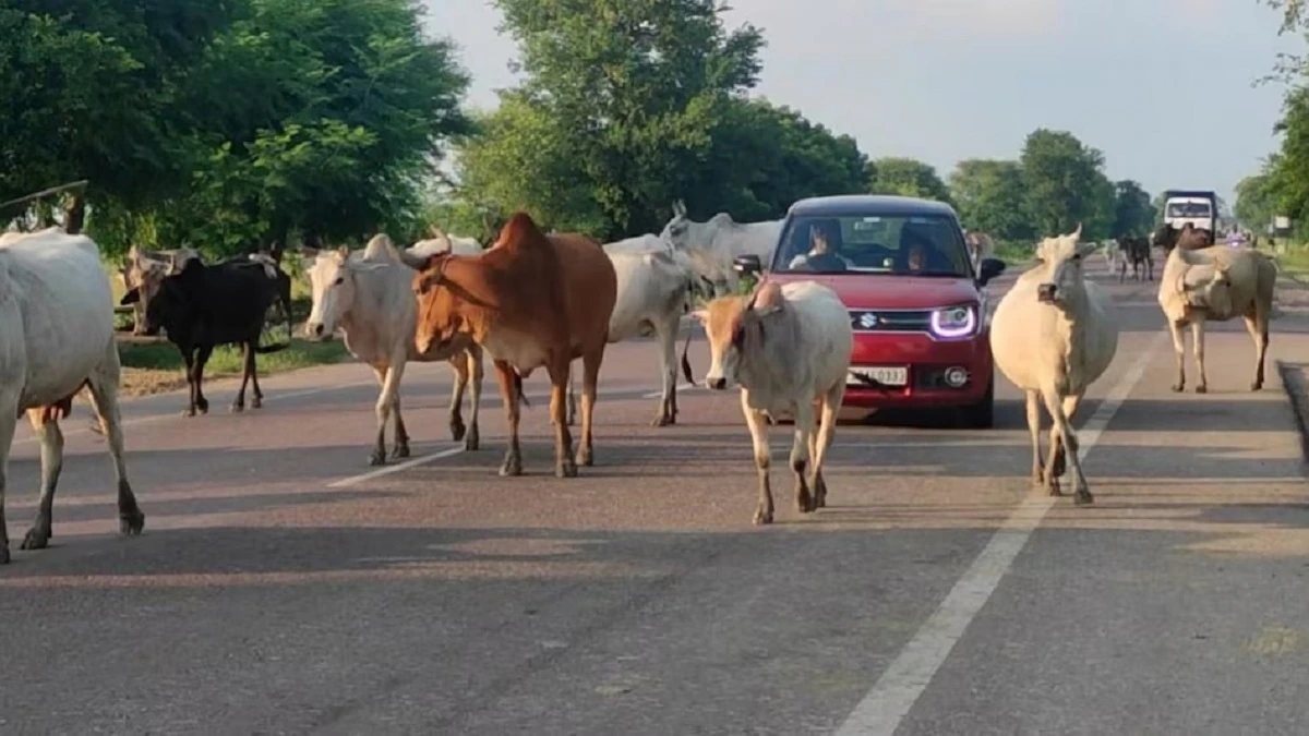 Chhattisgarh: बिलासपुर में पशुओं को खुला छोड़ा तो मालिकों पर होगी FIR,  कलेक्टर ने जारी किया आदेश