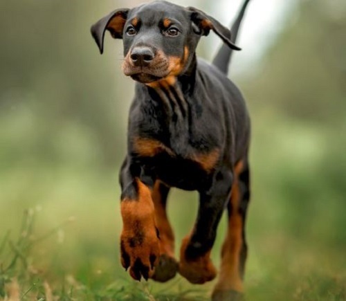 विदेशी नस्ल के पालतू जानवरों पर कसा शिकंजा,अब रजिस्ट्रेशन और फीस अनिवार्य, इस जिले में बदले गए नियम