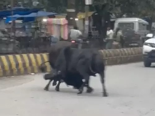 कोरबा की सड़कों पर आधे घंटे तक लड़ते रहे सांड, यातायात बाधित, कई वाहन क्षतिग्रस्त