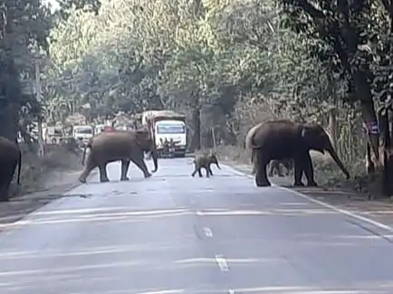 हाथियों का रोड शो: रायगढ़ के खेतों और सड़क पर दिखा विशाल झुंड, ग्रामीणों में दहशत