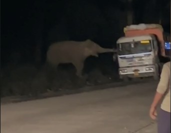 हसदेव के जंगलों से निकले हाथी अंबिकापुर के आवासीय इलाकों में, ट्रेलर से निकालते नजर आए खाने का सामान, ग्रामीणों में दहशत