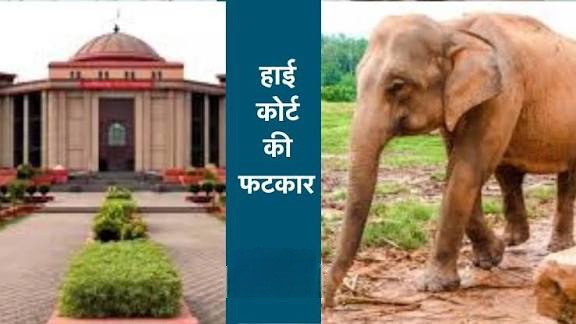 हाईकोर्ट की वन विभाग को फटकार: 20 हजार खुले गड्ढों पर माँगा जवाब, हाथी मौतों पर नाराजगी