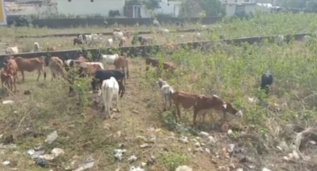 Cg news गौठान में बड़ी लापरवाही, 200 से ज्यादा गायों की मौत; प्रशासन पर उठे गंभीर सवाल