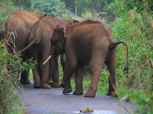 कोरिया में हाथियों का तांडव: बुजुर्ग को दौड़ाया, सूंढ़ से उठाकर पटका, सुबह खेतों में मिली लाश