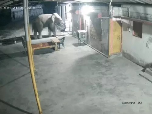 रायगढ़: गांव के मंदिर में घुसा हाथी, CCTV में कैद हुआ दंतैल का धमाका, सायरन बजाकर भगाया गया जंगल 