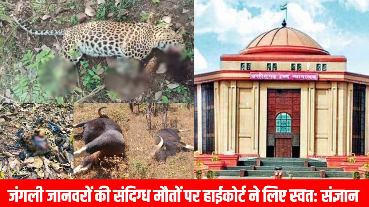 छत्तीसगढ़ हाईकोर्ट ने जंगली जानवरों की संदिग्ध मौतों पर जताई गंभीरता, PCCF से मांगा हलफनामा 