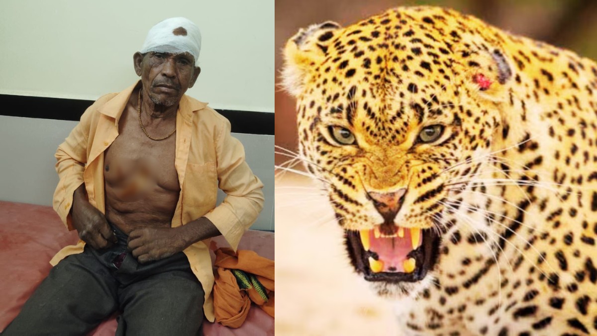 डोंगरगढ़ में तेंदुए का हमला: ग्रामीण गंभीर रूप से घायल, वन्यजीव और मानव सुरक्षा पर सवाल