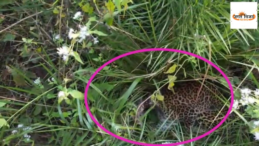 छत्तीसगढ़ में अब भी सक्रिय शिकारी: 7 दिन तक मौत से जूझता रहा तेंदुआ, उदंती–सीतानदी में सुरक्षा तंत्र फेल? 