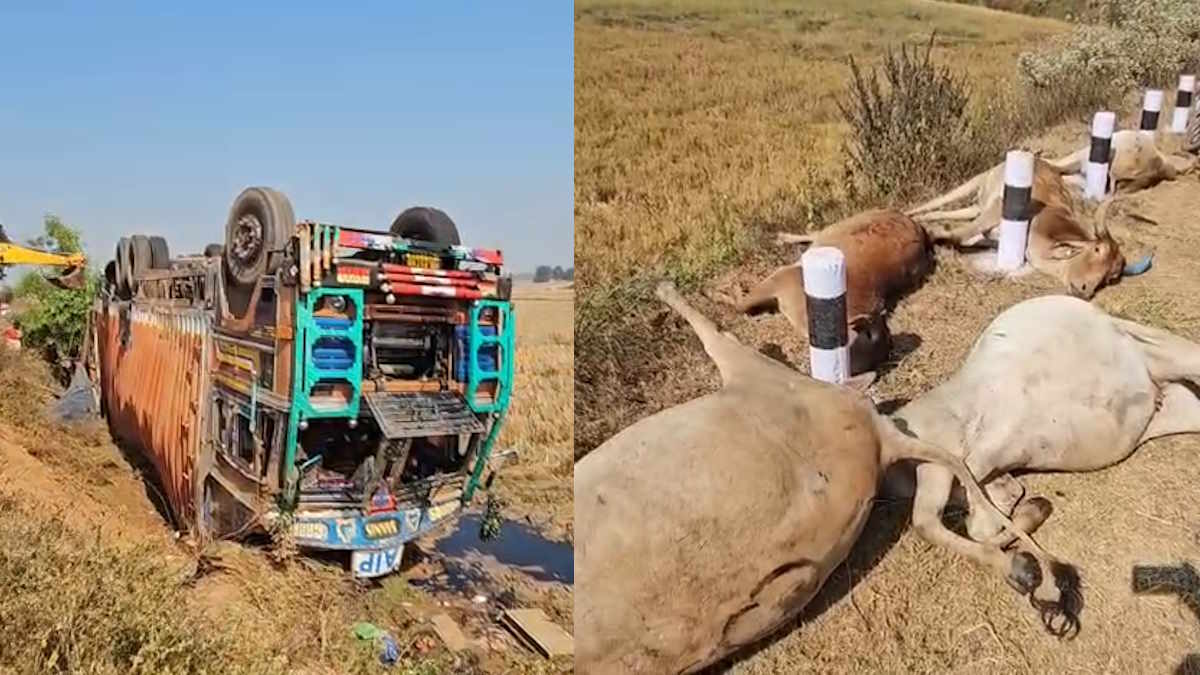 बस्तर में बड़ा सड़क हादसा: मवेशियों से भरा कंटेनर पलटा, 50 से अधिक गायों की गई जान, ग्रामीणों में भारी आक्रोश 