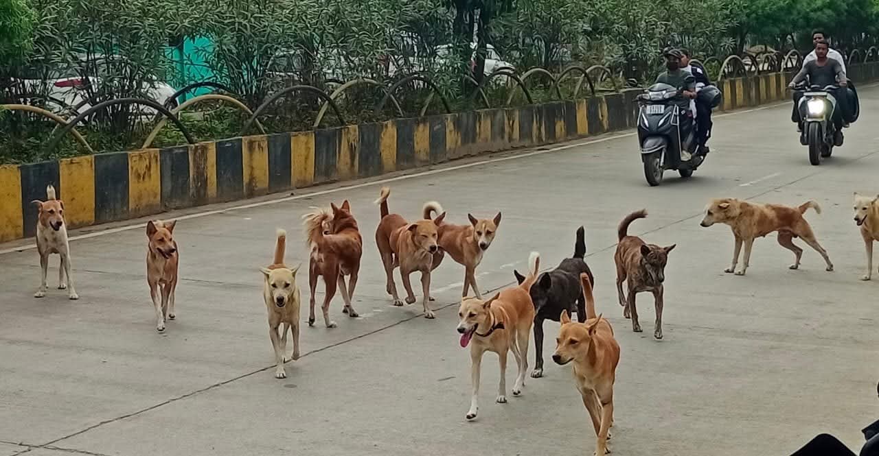 नगर निगम की नाकामी उजागर: आवारा कुत्तों पर काबू नहीं, अब निजी एजेंसियों को सौंपा जाएगा जिम्मा