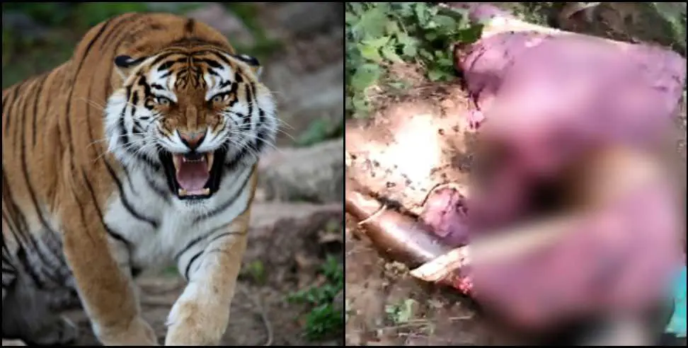 बाघ के हमले में महिला की दर्दनाक मौत पर आक्रोश, विधायक दिलीप रावत ने इस्तीफे की धमकी दी