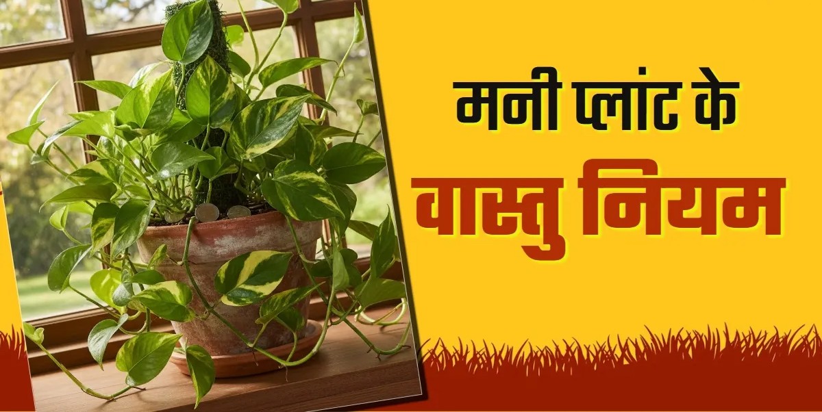 मनी प्लांट लगाने पर नहीं मिल रहा लाभ, तो इसके पीछे हो सकती हैं आपकी ये गलतियां