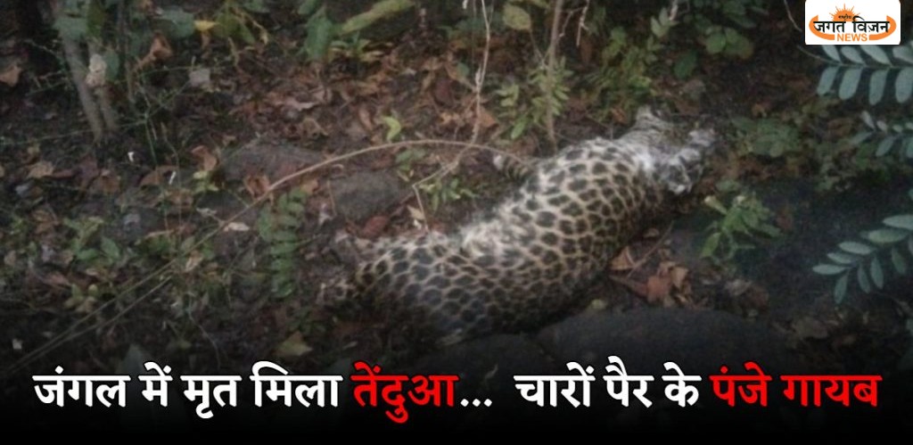  CG News: धमतरी के जंगल में संदिग्ध हालत में मिला तेंदुए का शव, चारों पंजे गायब, शिकार की आशंका, जांच में जुटी जंगल सफारी की टीम