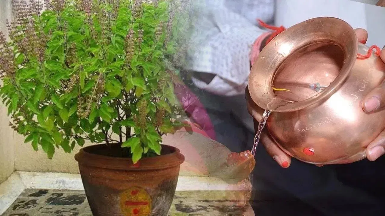 Tulsi Puja Niyam: इन 3 विशेष अवसरों पर पर न चढ़ाएं तुलसी को जल, वरना छिन जाएगी घर की सुख-शांति!