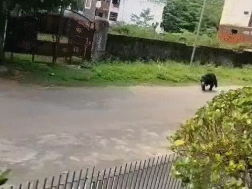 मनेंद्रगढ़ में भालू का आतंक: मॉर्निंग वॉक कर रहे बुजुर्ग पर हमला, कन्या छात्रावास में घुसी मादा भालू