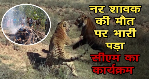 नर शावक की मौत पर भारी पड़ा वीआईपी मूवमेंट, हफ्ते भर जंगल में सड़ती रही लाश और चैन की नींद सोते रहे वन अफसर