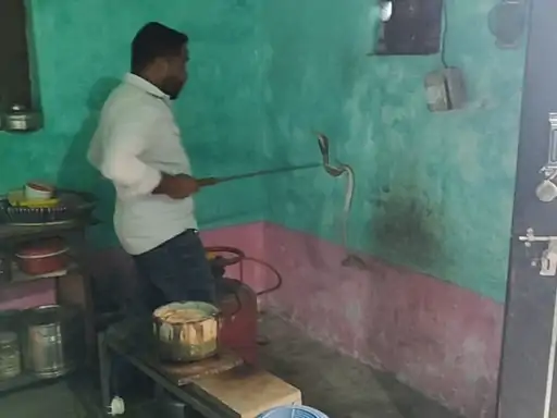कोरबा की रसोई में नाग का आतंक! 5 फीट का कोबरा फन फैलाकर बैठा, महिला सुरक्षित निकली बाहर 
