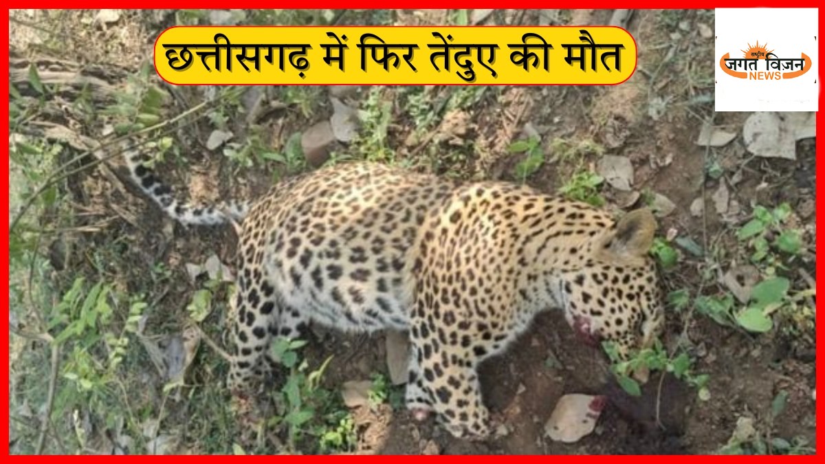 हाईकोर्ट के निर्देशों के बावजूद छत्तीसगढ़ में वन्यजीव की सुरक्षा पर संकट, तेंदुओं की मौत जारी, वन विभाग की लापरवाही पर उठे सवाल
