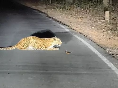 बारसूर–चित्रकोट मार्ग पर तेंदुए की झूठी अफवाह, वन मंत्री ने शेयर किया VIDEO, विभाग कर रहा जांच