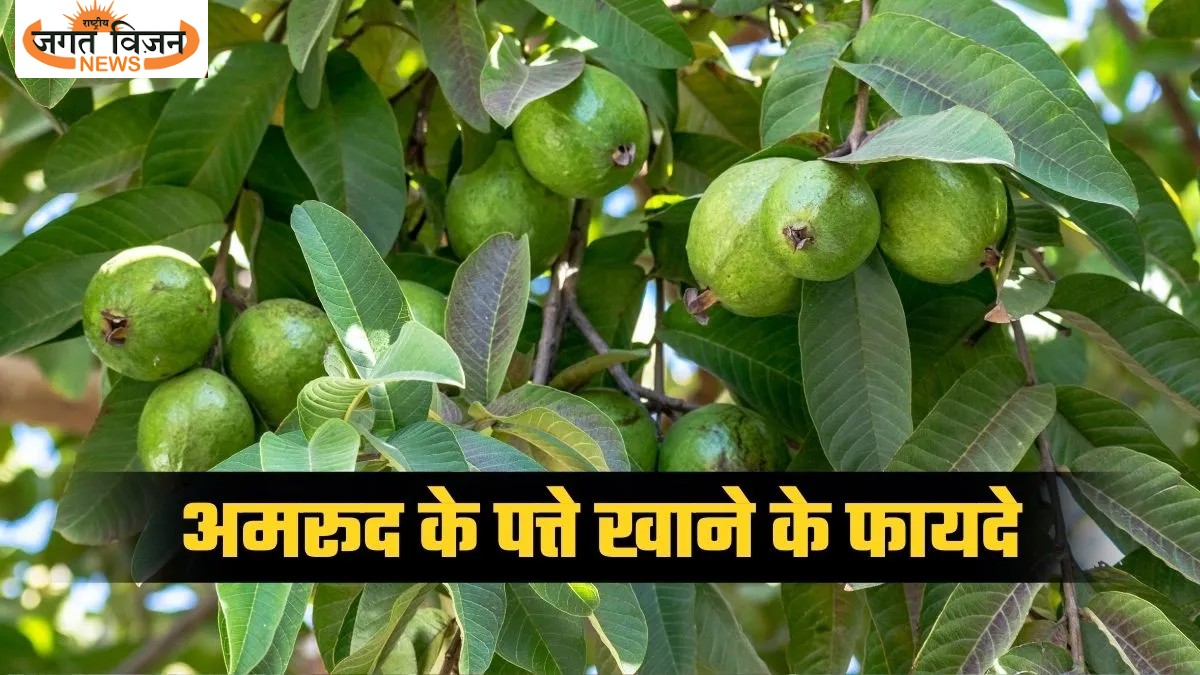 अमरूद ही नहीं, इसकी पत्तियां भी हैं सेहत का खजाना; खाली पेट चबाने से शरीर में होंगे 7 बदलाव