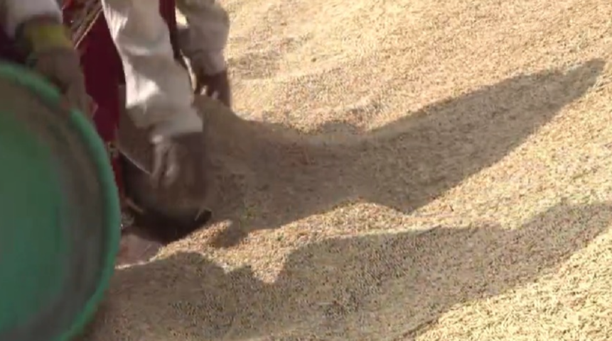 छत्तीसगढ़ में MSP पर धान खरीदी में अनियमितता उजागर, 31 निलंबित, 3 पर एफआईआर