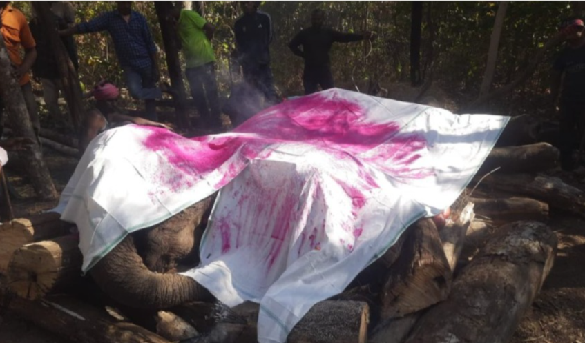 वन्य जीवन पर बढ़ता खतरा: ओडिशा से भटककर गरियाबंद पहुँची हथिनी की दर्दनाक मौत, पोटाश बम से मुंह में आई गंभीर चोटें