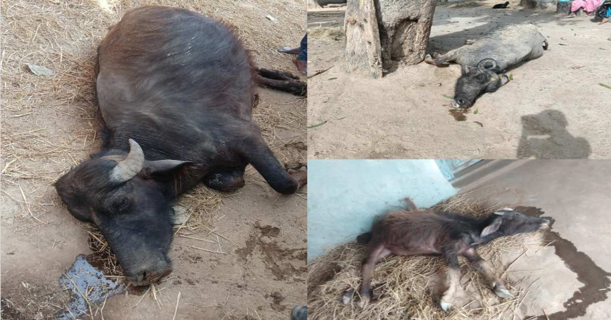अनूपपुर में मवेशियों की रहस्यमयी मौतों से हड़कंप: दो दिनों में 12 पशुओं की मौत, गांव में दहशत