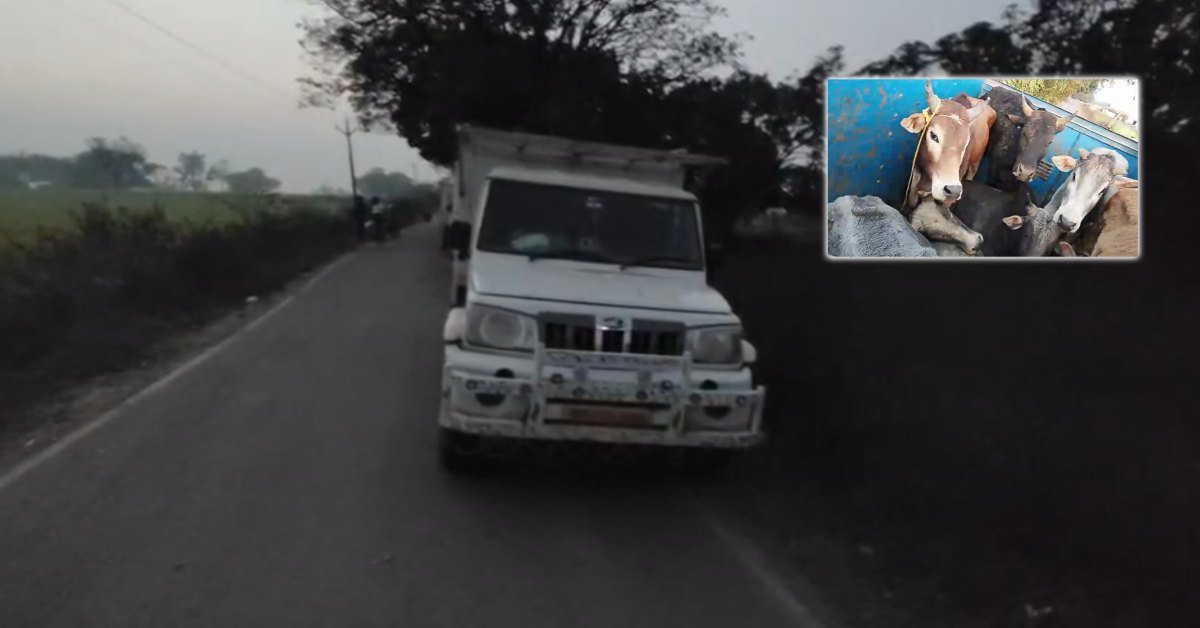 कागजी ढाल में गौ तस्करी? मऊगंज में 28 गौवंशों से भरी तीन पिकअप जब्त, पंचायत और सिस्टम पर उठे गंभीर सवाल