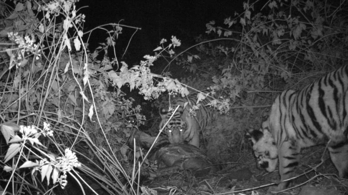 भोरमदेव अभ्यारण्य में फिर गूंजी बाघों की दहाड़: ट्रैप कैमरों में कैद बाघ-बाघिन और शावक, जंगल सफारी की तैयारी तेज