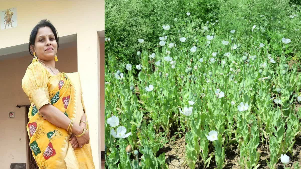 दुर्ग अफीम कांड: कृषि विस्तार अधिकारी सस्पेंड, सफाई में बोलीं- 'खेत में घुसना मना था, फोटो देखकर बना दी रिपोर्ट'