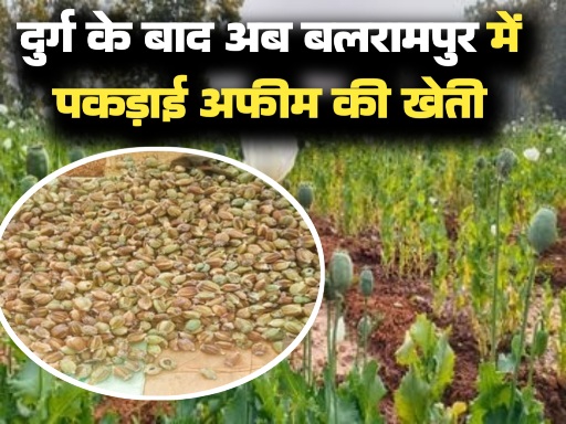 दुर्ग के बाद अब बलरामपुर में अफीम की खेती का खुलासा, 5 एकड़ में लहलहा रही थी नशीली फसल