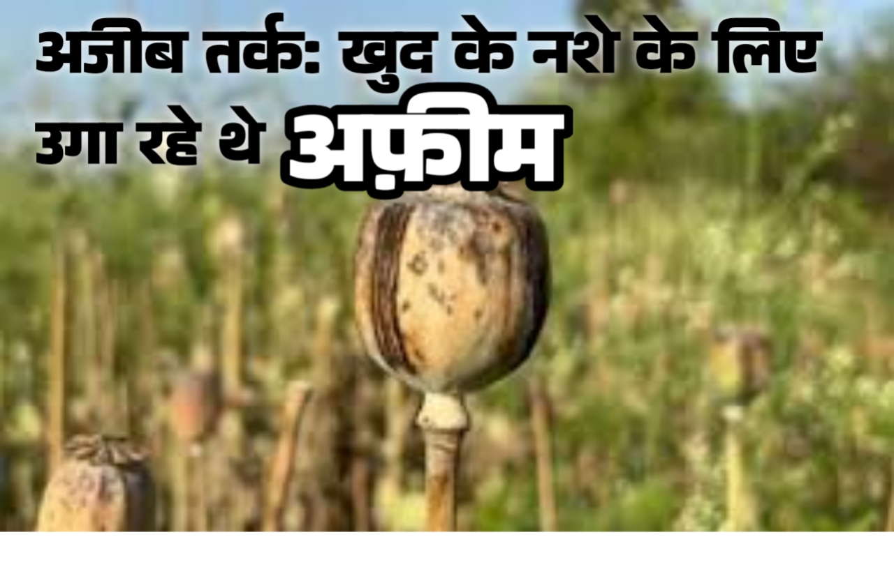 रायगढ़ में अफीम की खेती: तस्करों का अजीब तर्क- 'खुद के नशे के लिए उगा रहे थे'; पत्थलगांव के व्यापारी से खरीदे बीज, हफ्तेभर में दूसरा मामला