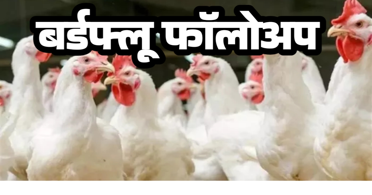 फॉलोअप: बर्ड फ्लू अलर्ट : रात में सड़क पर उतरे कलेक्टर-SSP, कोनी कंटेनमेंट जोन घोषित; आज से घर-घर होगी स्वास्थ्य जांच