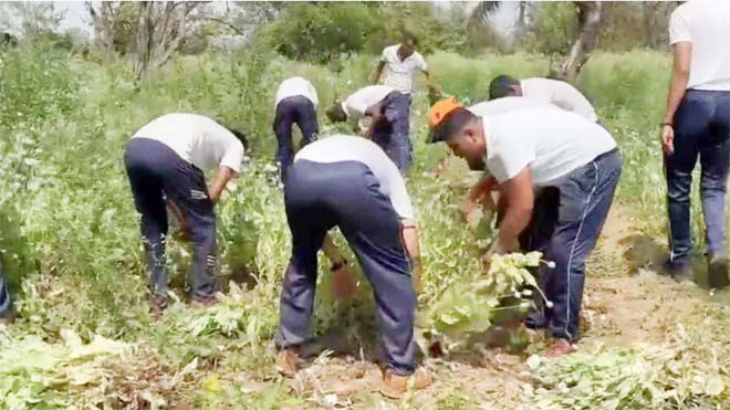 दुर्ग में अफीम की अवैध खेती पर बड़ा एक्शन, पुलिस ने शुरू की नष्ट करने की कार्रवाई