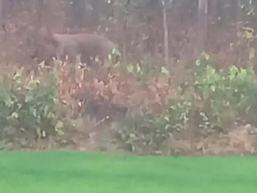 CG Wildlife Alert: रायगढ़ में हाथियों का आतंक, 8 किसानों की फसल तबाह, जंगलों में 101 हाथियों की मौजूदगी