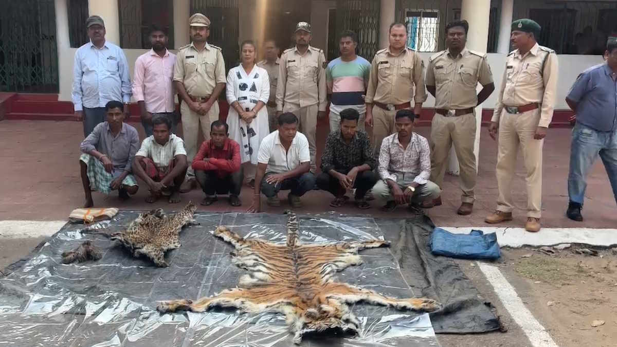 Tiger Poaching Case: 3 साल के युवा बाघ की दर्दनाक मौत, सिस्टम पर उठे सवाल, वन अधिकारी निकला शिकारी गिरोह का सदस्य, 9 आरोपी गिरफ्तार