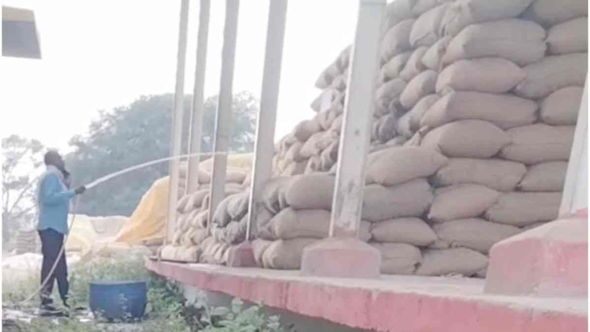 भलेरा सहकारी समिति में बड़ी धांधली: वजन बढ़ाने के लिए धान की बोरियों में डाला जा रहा था पानी, वीडियो वायरल होने से मचा हड़कंप