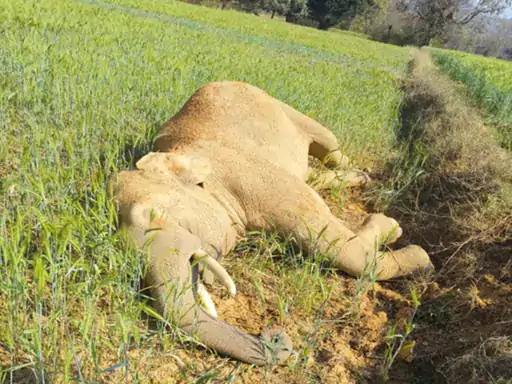 छत्तीसगढ़ में हाथियों की मौत का सिलसिला जारी, 7 साल में चौंकाने वाले आंकड़े सामने, केंद्र ने मांगी रिपोर्ट