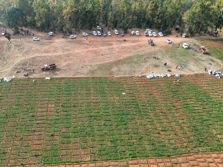 झारखंड की जेल से छत्तीसगढ़ में चल रहा अफीम का काला कारोबार: 200 KM दूर से पिंटू दांगी गैंग का कंट्रोल, गुलाबी अफीम से करोड़ों की कमाई