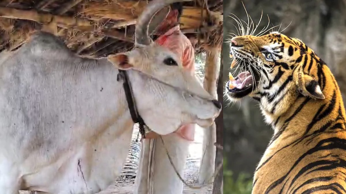 छत्तीसगढ़–महाराष्ट्र बॉर्डर पर बाघ का खौफ: खेत में काम कर रहे ग्रामीणों को दौड़ाया, पेड़ पर चढ़कर बची जान