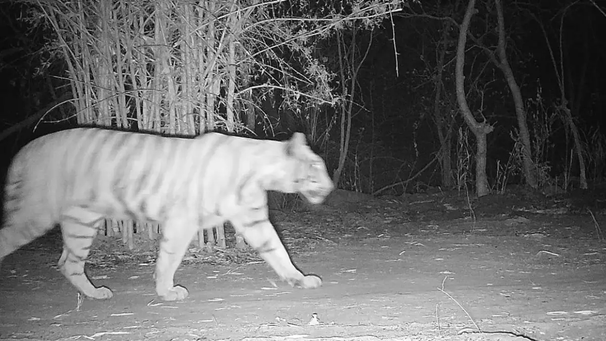 कैमरे में कैद हुआ बाघ: उदंती-सीतानदी टाइगर रिजर्व में बढ़ी हलचल, वन विभाग में उत्साह