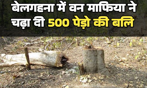 बिलासपुर में वन माफिया का आतंक बेलगहना में 500 पेड़ काटे तखतपुर में 22 एकड़ जंगल घेरा अफसर गहरी नींद में