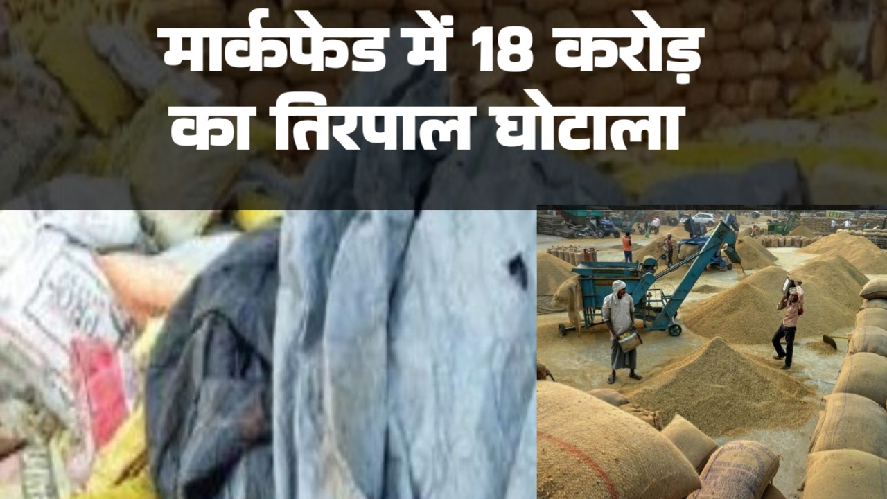 मार्कफेड में 18 करोड़ का तिरपाल घोटाला 18500 का टेंडर पर गुपचुप खरीद लिए 33 हजार नग