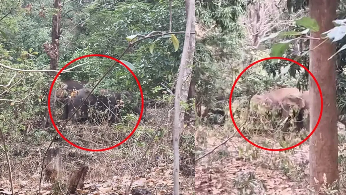 Ambikapur Elephant Alert: तीन अलग-अलग दिशाओं में घूम रहा 14 हाथियों का झुंड, लोगों की बढ़ी चिंता