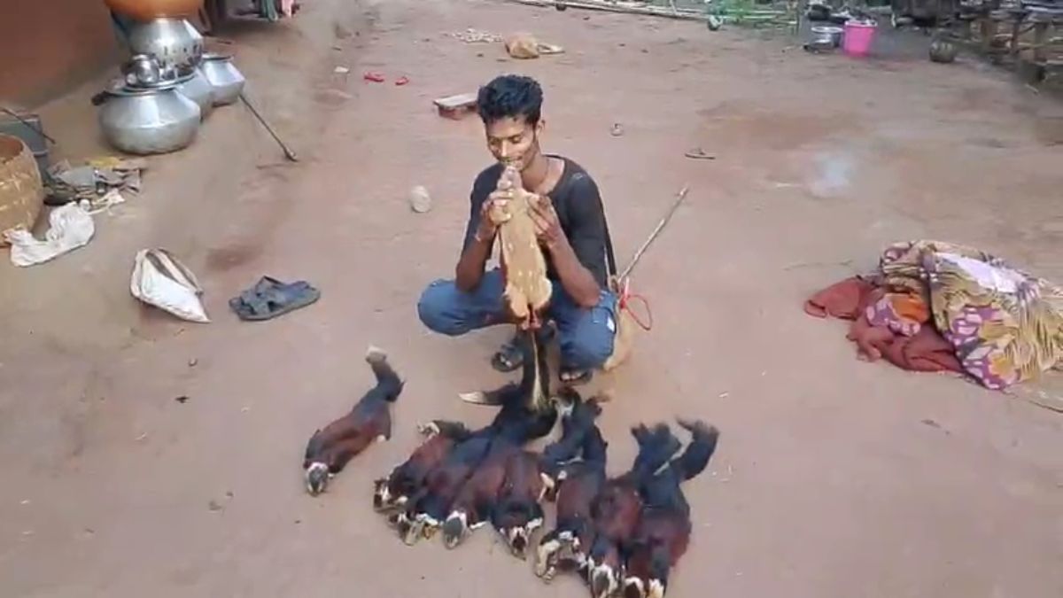  Bijapur Wildlife Crime: सोशल मीडिया पर शिकार का वीडियो बना सबूत, दुर्लभ गिलहरी का शिकारी गिरफ्तार
